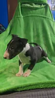 Bull Terrier Male, a male Bull Terrier for sale in Fort Mitchell, AL – 2 of 5