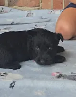 Black male, a male Scottish Terrier for sale in Fort Mitchell, AL – 2 of 6