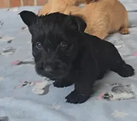 Black male, a male Scottish Terrier for sale in Fort Mitchell, AL – 4 of 6