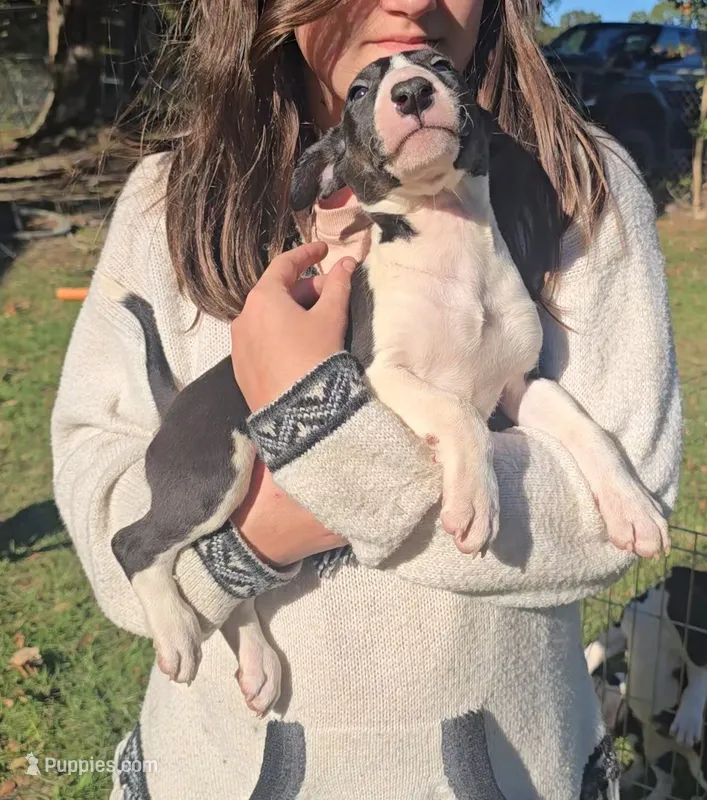 Bull Terrier Girl – Bull Terrier puppy for sale in Fort Mitchell, AL