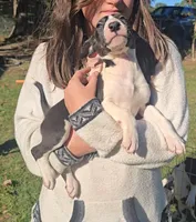 Bull Terrier Girl, a male Bull Terrier for sale in Fort Mitchell, AL – 1 of 3