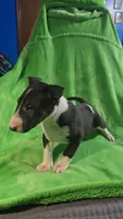 Bull Terrier Girl, a female Bull Terrier for sale in Fort Mitchell, AL – 2 of 6