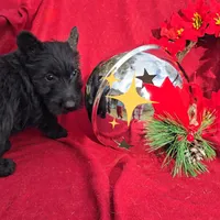 Black female, a female Scottish Terrier for sale in Fort Mitchell, AL – 10 of 10