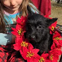 Black female, a female Scottish Terrier for sale in Fort Mitchell, AL – 7 of 10