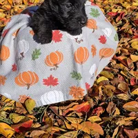 Black female, a female Scottish Terrier for sale in Fort Mitchell, AL – 4 of 10