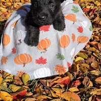 Black female, a female Scottish Terrier for sale in Fort Mitchell, AL – 2 of 10