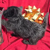 Black female, a female Scottish Terrier for sale in Fort Mitchell, AL – 8 of 10