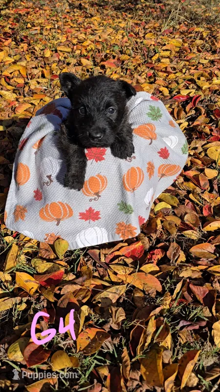 Black female – Scottish Terrier puppy for sale in Fort Mitchell, AL