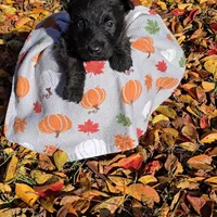 Black female, a female Scottish Terrier for sale in Fort Mitchell, AL – 1 of 10