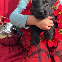 Black female, a female Scottish Terrier for sale in Fort Mitchell, AL – 9 of 10