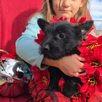 Black female, a female Scottish Terrier for sale in Fort Mitchell, AL – 5 of 10