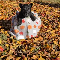 Black female, a female Scottish Terrier for sale in Fort Mitchell, AL – 6 of 10