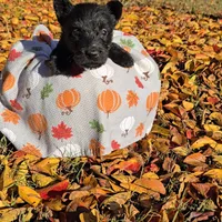Black female, a female Scottish Terrier for sale in Fort Mitchell, AL – 3 of 10