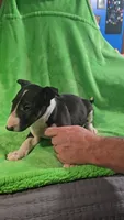 Bull Terrier Girl, a female Bull Terrier for sale in Fort Mitchell, AL – 5 of 6