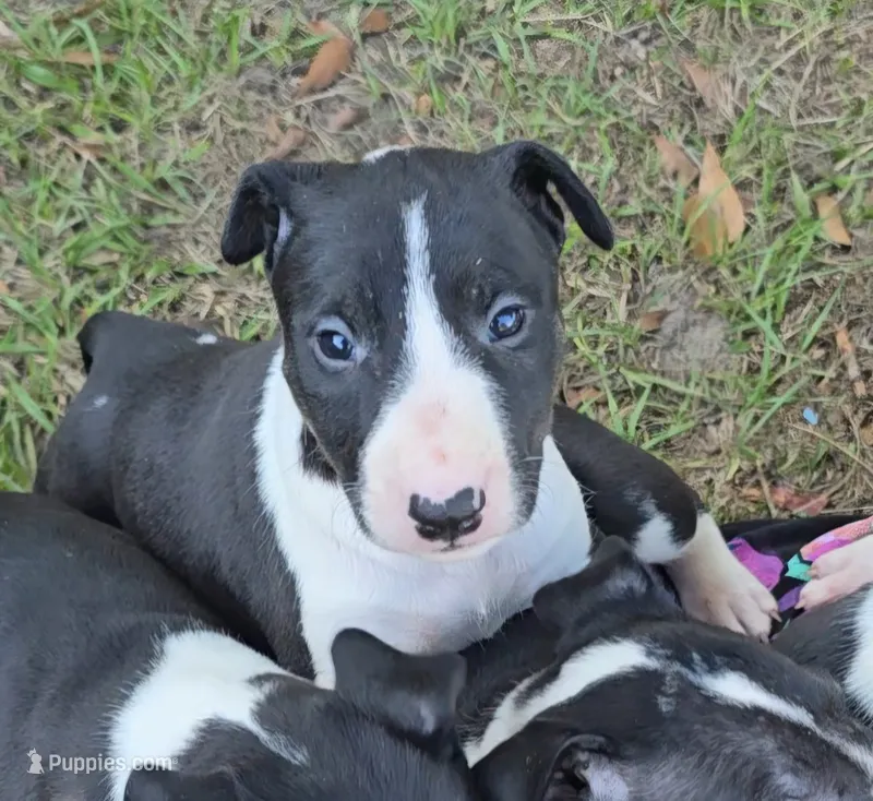 Bull Terrier Male – Bull Terrier puppy for sale in Fort Mitchell, AL