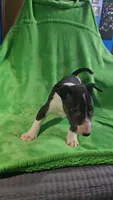 Bull Terrier Girl, a female Bull Terrier for sale in Fort Mitchell, AL – 3 of 6