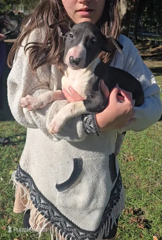 Bull Terrier Male – Bull Terrier puppy for sale in Fort Mitchell, AL