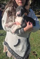 Bull Terrier Male, a male Bull Terrier for sale in Fort Mitchell, AL – 1 of 3