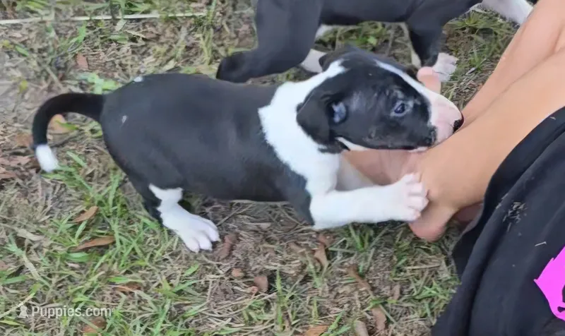 Bull Terrier Female – Bull Terrier puppy for sale in Fort Mitchell, AL