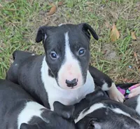 Bull Terrier Female, a female Bull Terrier for sale in Fort Mitchell, AL – 2 of 3