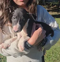 Bull Terrier Male, a male Bull Terrier for sale in Fort Mitchell, AL – 3 of 3