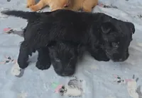 Black male, a male Scottish Terrier for sale in Fort Mitchell, AL – 5 of 6