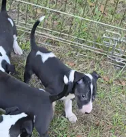 Bull Terrier Female, a female Bull Terrier for sale in Fort Mitchell, AL – 3 of 3