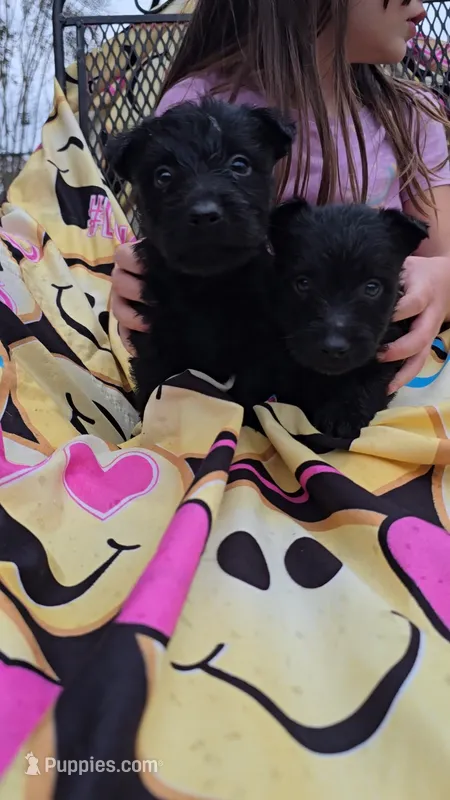 Black male – Scottish Terrier puppy for sale in Fort Mitchell, AL