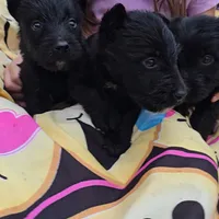 Black male, a male Scottish Terrier for sale in Fort Mitchell, AL – 3 of 5
