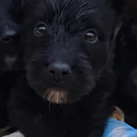 Black male, a male Scottish Terrier for sale in Fort Mitchell, AL – 5 of 5