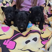 Black male, a male Scottish Terrier for sale in Fort Mitchell, AL – 4 of 5
