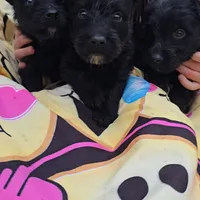 Black male, a male Scottish Terrier for sale in Fort Mitchell, AL – 2 of 5