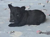 Black male, a male Scottish Terrier for sale in Fort Mitchell, AL – 3 of 6
