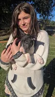 Bull Terrier Girl, a male Bull Terrier for sale in Fort Mitchell, AL – 3 of 3