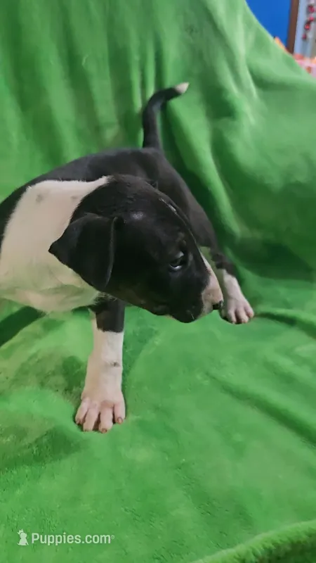 Bull Terrier Male – Bull Terrier puppy for sale in Fort Mitchell, AL