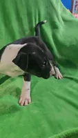 Bull Terrier Male, a male Bull Terrier for sale in Fort Mitchell, AL – 1 of 5