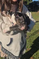 Bull Terrier Male, a male Bull Terrier for sale in Fort Mitchell, AL – 2 of 3