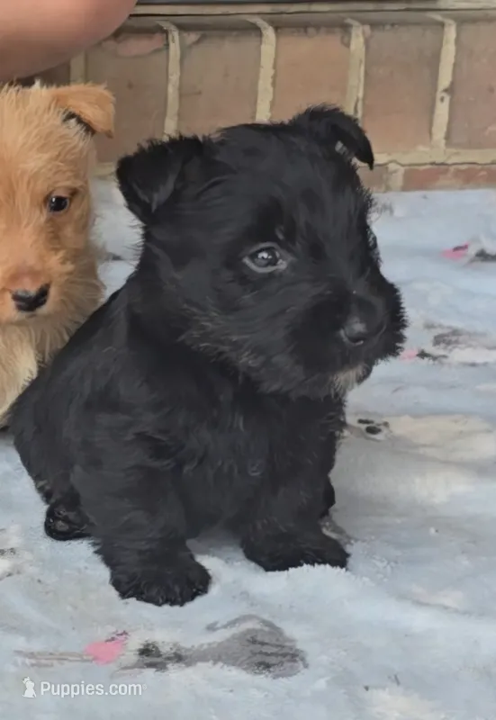 Black male – Scottish Terrier puppy for sale in Fort Mitchell, AL