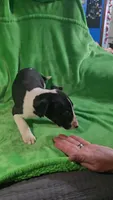 Bull Terrier Male, a male Bull Terrier for sale in Fort Mitchell, AL – 4 of 5