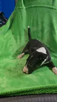 Bull Terrier Girl, a female Bull Terrier for sale in Fort Mitchell, AL – 6 of 6