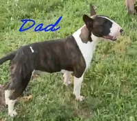 Ella Mae, a female Bull Terrier for sale in Springfield, MO – 5 of 5