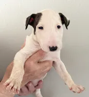 Ella Mae, a female Bull Terrier for sale in Springfield, MO – 2 of 5
