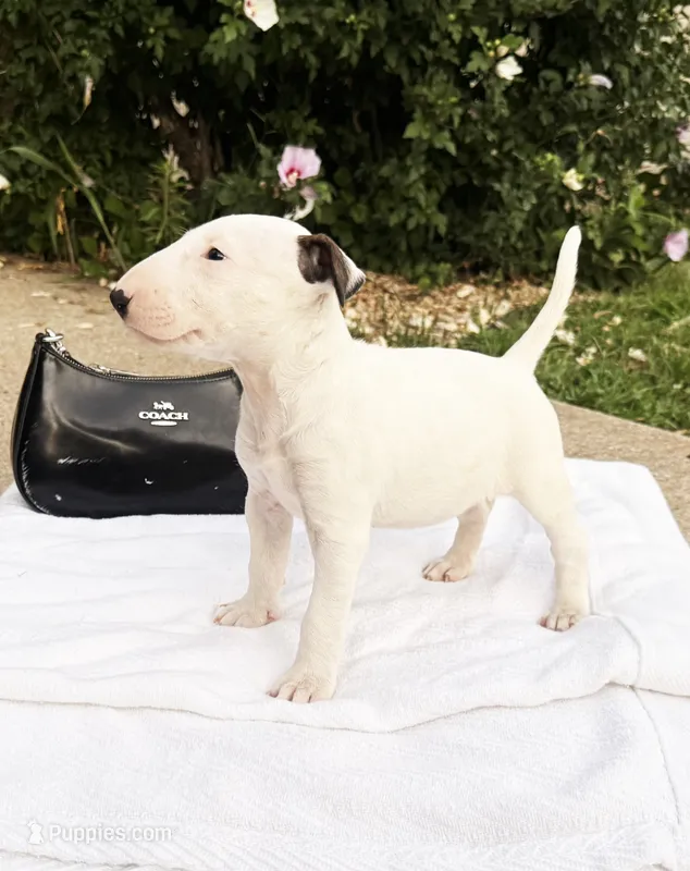 Ella Mae – Bull Terrier puppy for sale in Springfield, MO