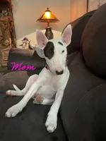 Ella Mae, a female Bull Terrier for sale in Springfield, MO – 4 of 5