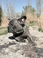 Louis, a male French Bulldog for sale in Delta, UT – Photo 1 of 3