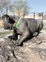 Louis, a male French Bulldog for sale in Delta, UT – Photo 3 of 3