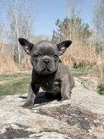 Louis, a male French Bulldog for sale in Delta, UT – Photo 2 of 3