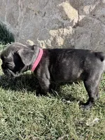 Marie, a female French Bulldog for sale in Delta, UT – Photo 2 of 3