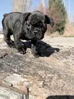 Marie, a female French Bulldog for sale in Delta, UT – Photo 3 of 3