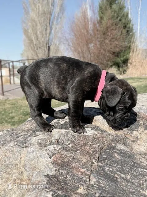 Marie – French Bulldog puppy for sale in Delta, UT